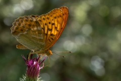 Argynnis paphia