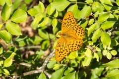 Argynnis paphia