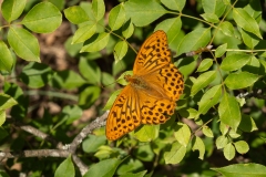 Argynnis paphia