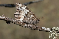 Brintesia circe