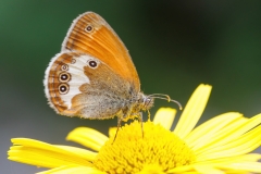 Coenonympha arcania