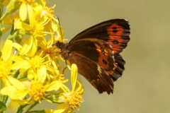 Erebia ligea