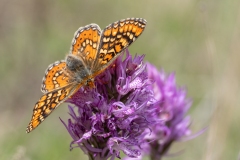 Euphydryas aurinia