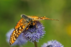 Euphydryas aurinia provincialis