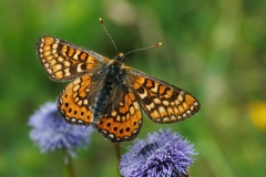 Euphydryas aurinia provincialis