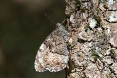 Hipparchia fagi