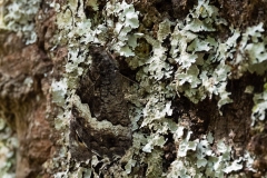 Hipparchia fagi
