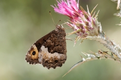 Hipparchia fagi