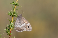 Hipparchia statilinus