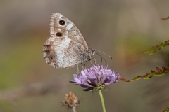 Hipparchia statilinus