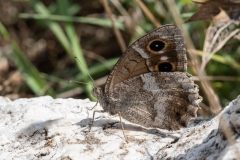 Hipparchia statilinus