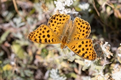 Issoria lathonia