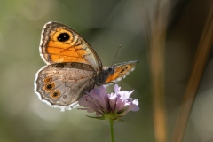 Lasiommata maera