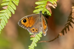 Lasiommata maera