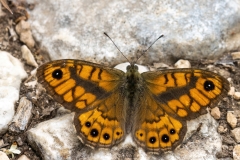 Lasiommata megera