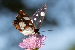 Limenitis reducta