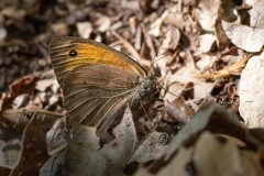 Maniola jurtina