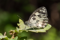 Melanargia galathea