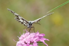 Melanargia galathea