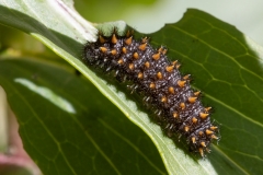 Melitaea celadussa