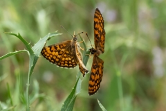 Melitaea celadussa