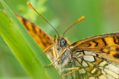 Melitaea celadussa
