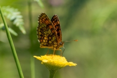 Melitaea celadussa