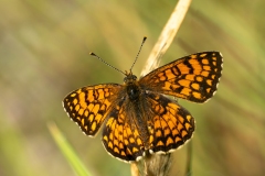 Melitaea celadussa