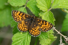 Melitaea celadussa