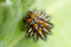 Melitaea didyma