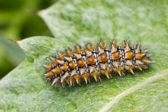 Melitaea didyma