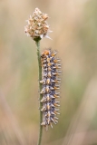 Melitaea didyma