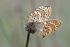 Melitaea didyma