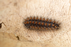 Melitaea sp