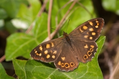 Pararge aegeria