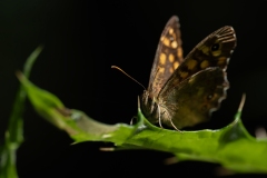 Pararge aegeria