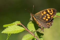 Pararge aegeria