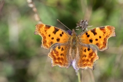 Polygonia c-album