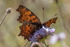 Polygonia c-album