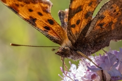 Polygonia c-album