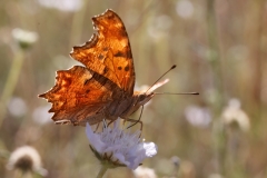 Polygonia egea