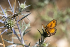 Pyronia tithonus