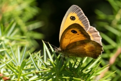 Pyronia tithonus