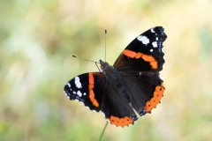 Vanessa atalanta