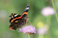 Vanessa atalanta