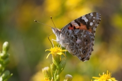 Vanessa cardui