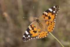 Vanessa cardui