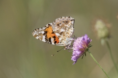 Vanessa cardui