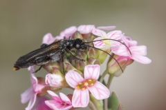Oedemera sp.