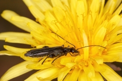 Oedemera atrata